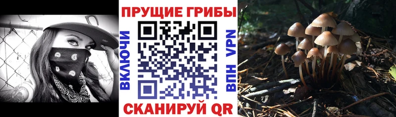 Купить где  Бахчисарай  Галлюциногенные грибы Psilocybe 